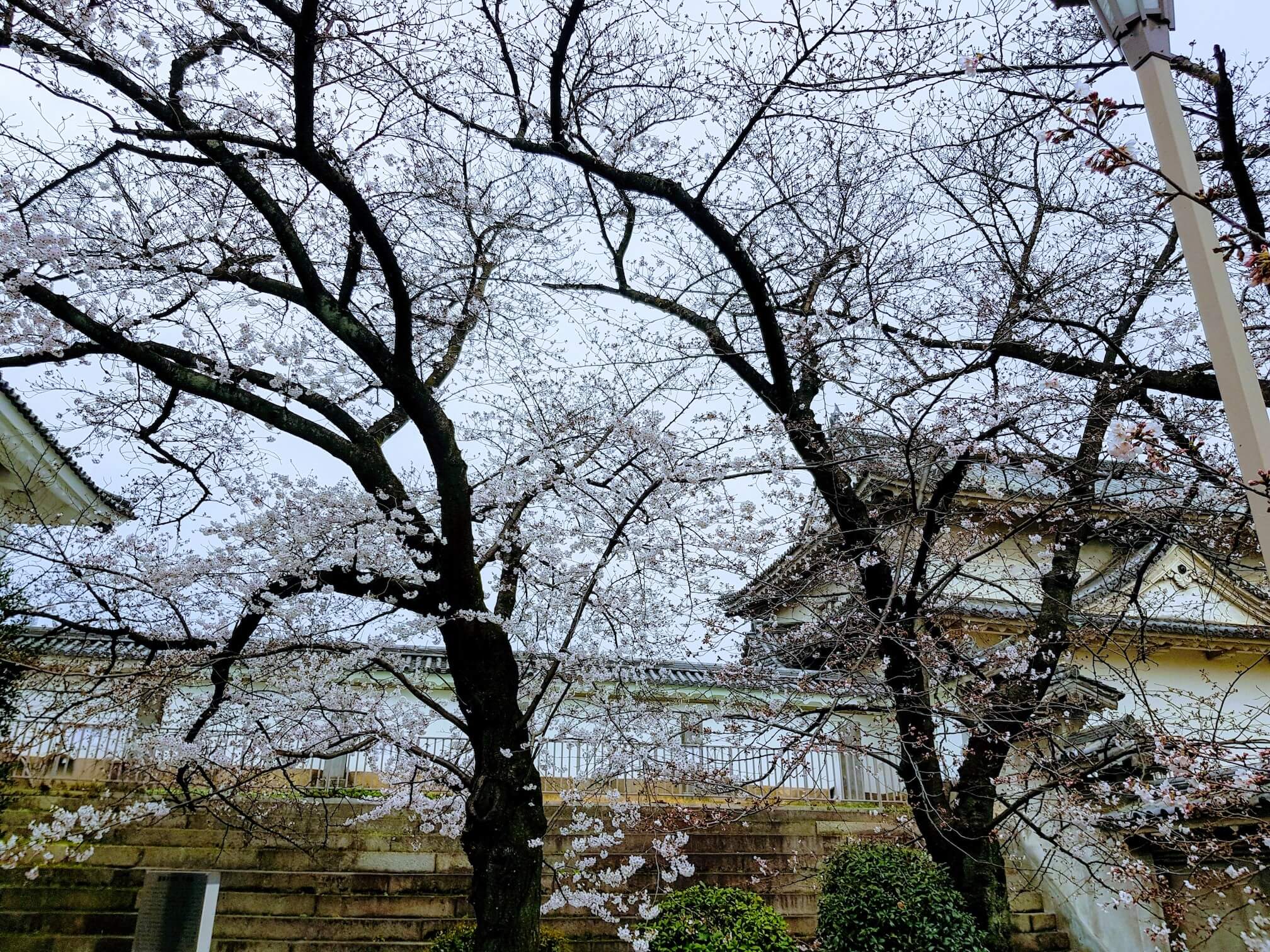 White sakura just inside the entrance to the castle grounds