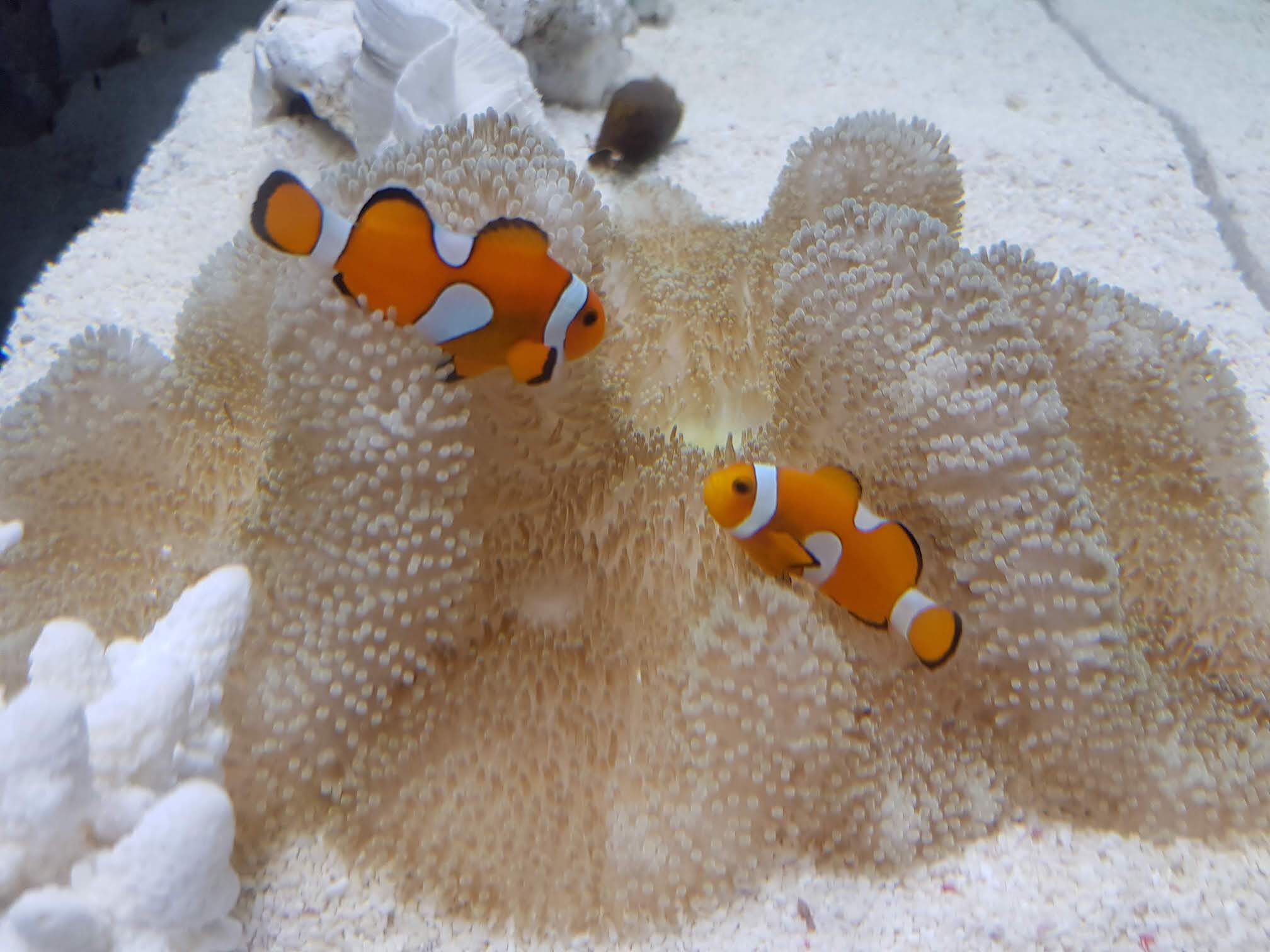 Clownfish