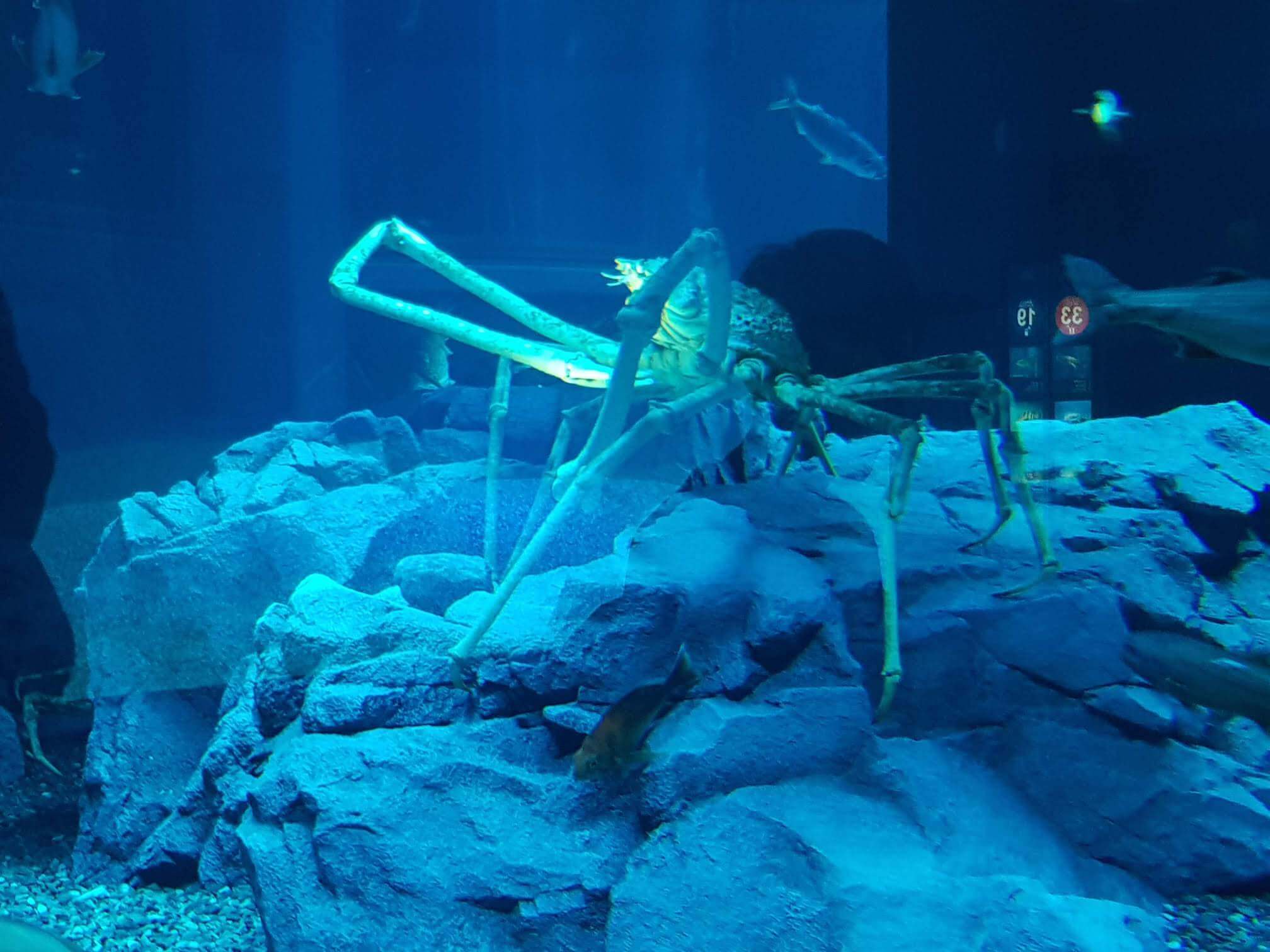 Giant Spider Crab