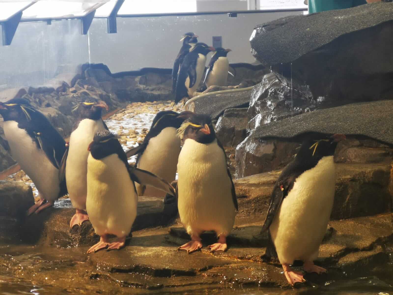 Little penguins