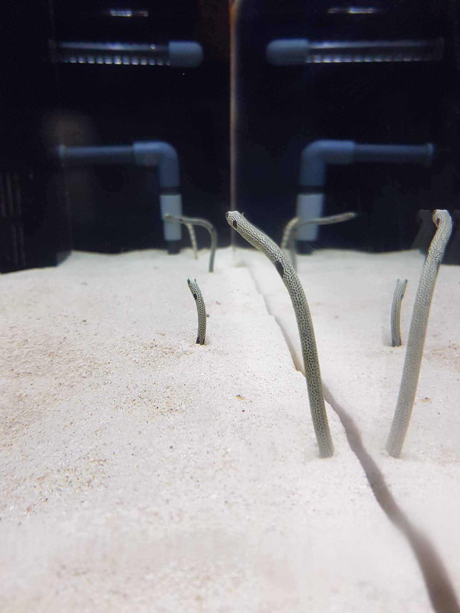 Mini eel things