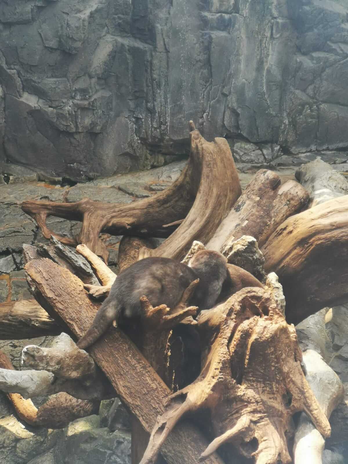 Otter bums. They were sleeping like this, we didn't see their little faces.