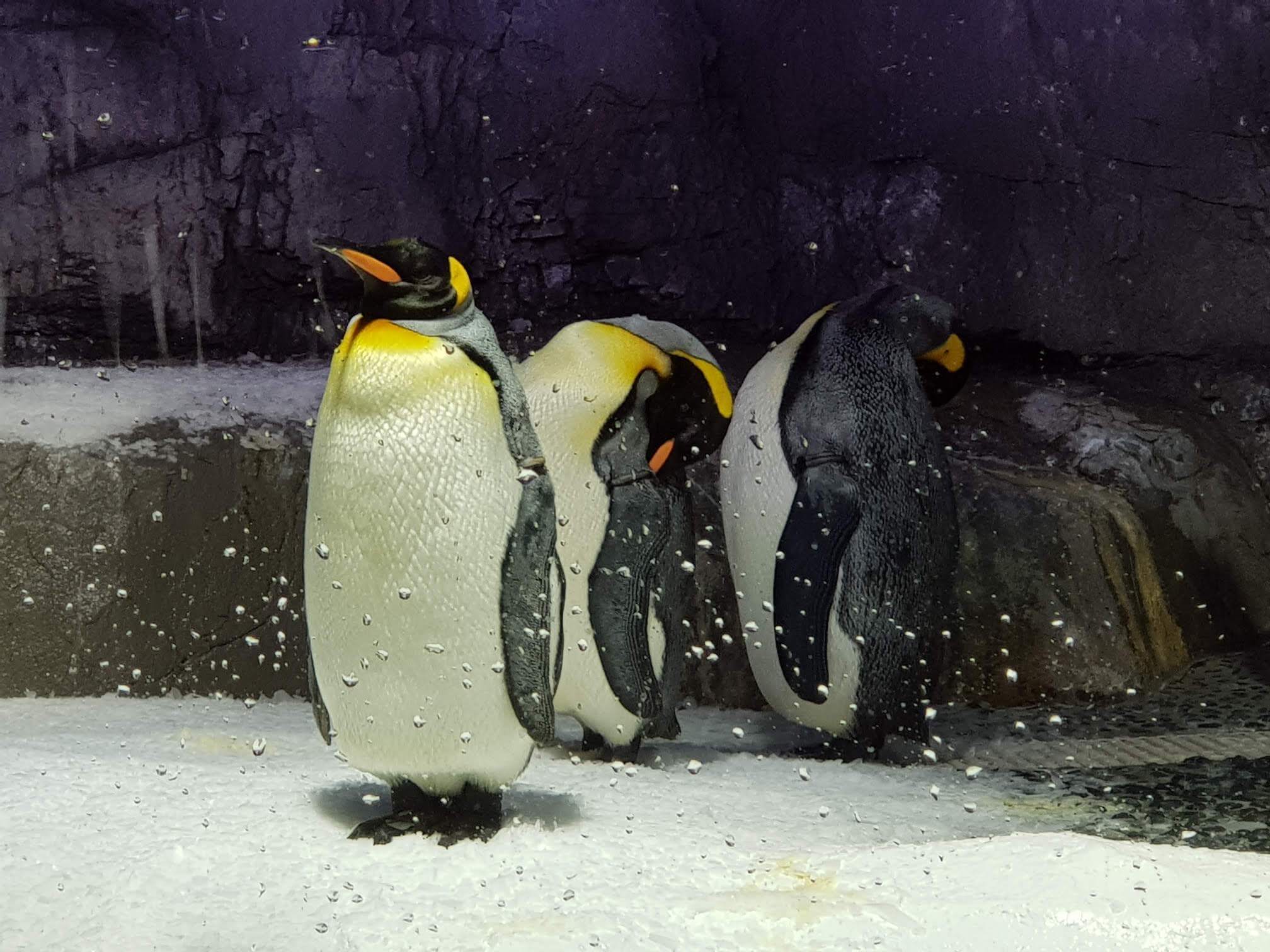 Penguins