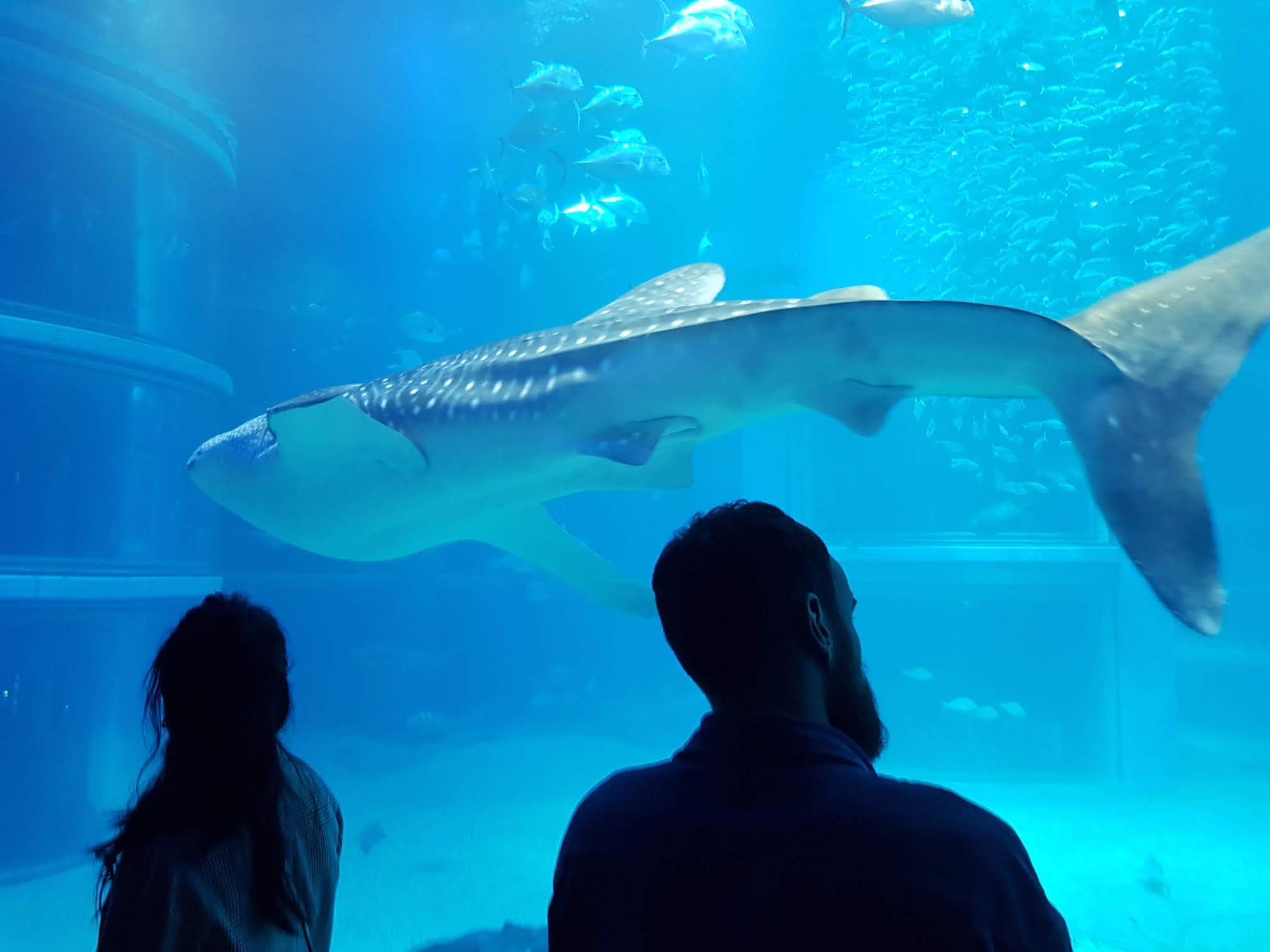 Whale Shark. At about four meters long, this was a little one