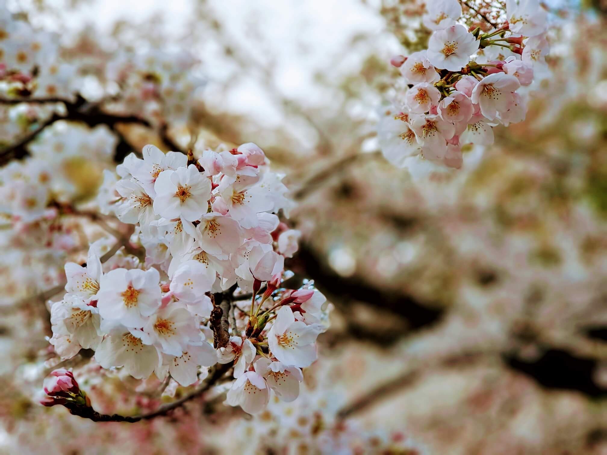 Beautiful sakura near the bell tower